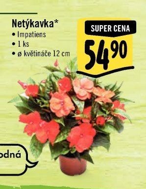 Netýkavka*
