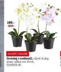 Orchidej v květináči - ASKO akcniletaky.com