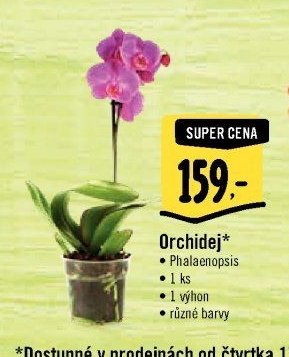 Orchidej*