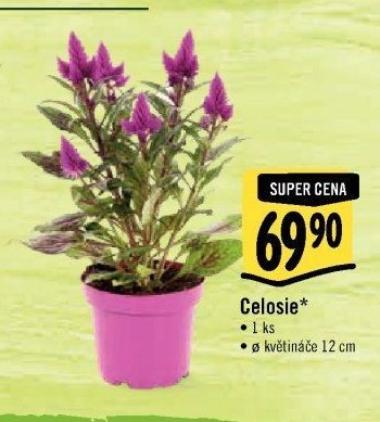 Celosie*