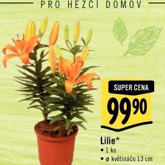 Lilie