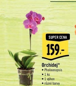 Orchidej