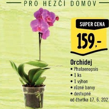 Orchidej