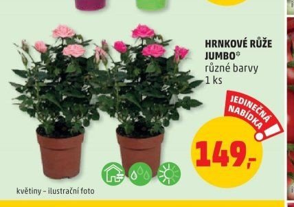 Hrkové růže Jumbo