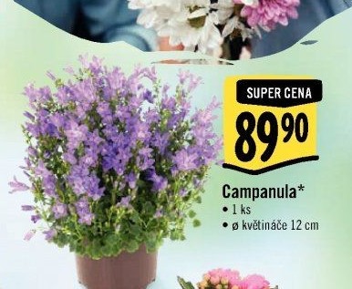 Campanula - Zvonek