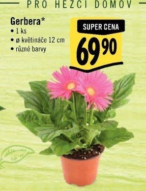 Gerbera