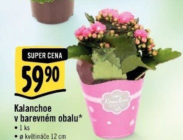 Kalanchoe - Kolopejka