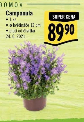 Campanula