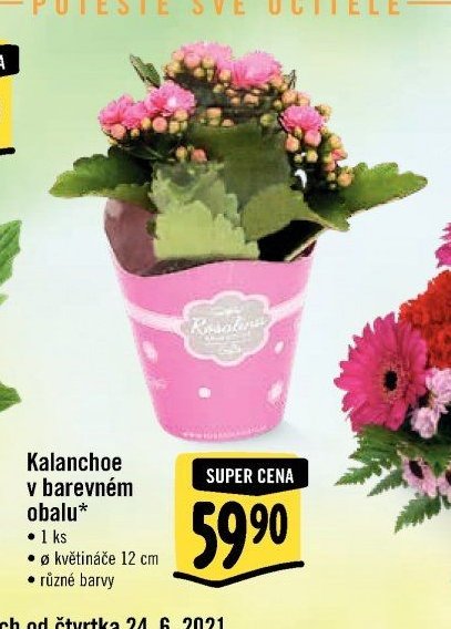 Kalanchoe v barevném obalu*