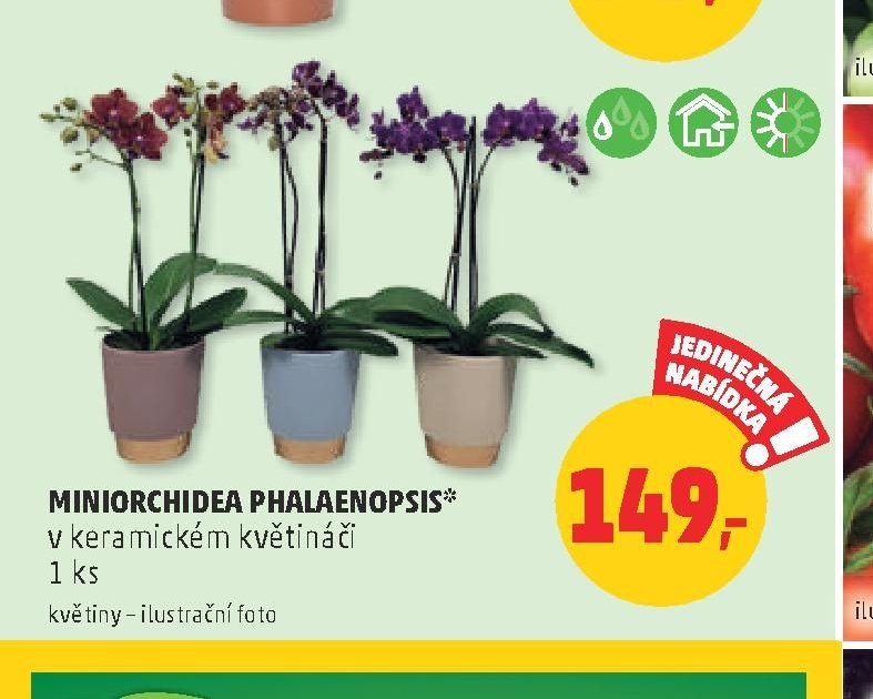 Miniorchidea Phalaenopsis