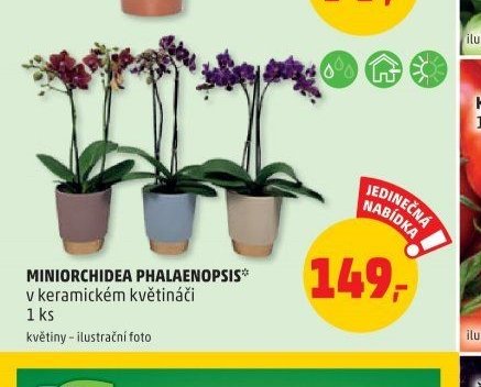 Miniorchidea Phalaenopsis v keramickém květináči