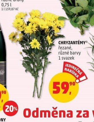 CHRYZANTÉMY řezané, různé barvy 1 svazek