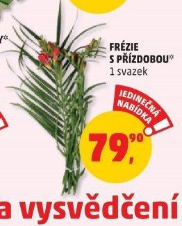 FRÉZIE S PŘÍZDOBOU 1 svazek