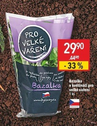 Bazalka v květináči pro velké vaření