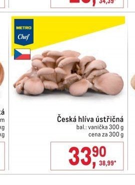 Česká hlíva ústřičná