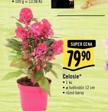 Celosie*