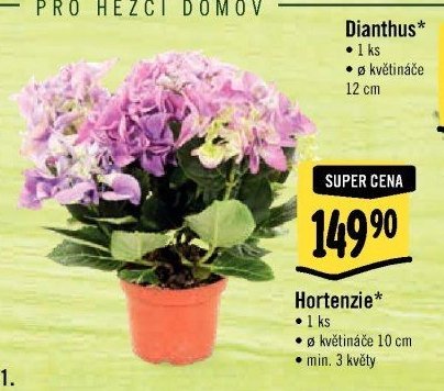 Hortenzie*