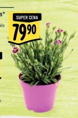 Dianthus*