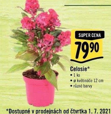 Nevadlec - Celosie