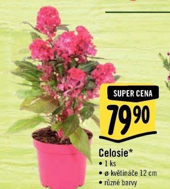 Nevadlec - Celosie