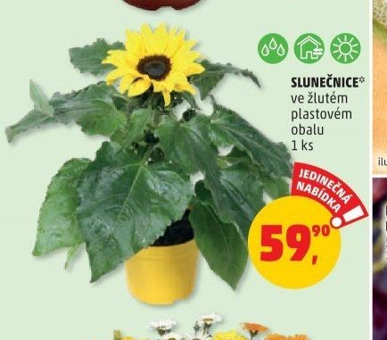 Slunečnice