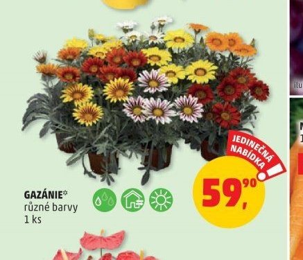 Gazánie