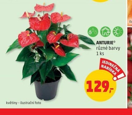 Anturie