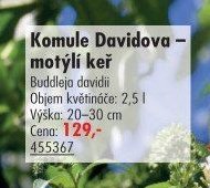 Komule Davidova – motýlí keř