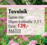 Tavolník