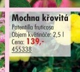Mochna křovitá