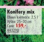 Konifery mix