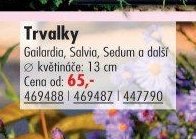 Trvalky
