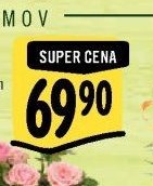 Růže*