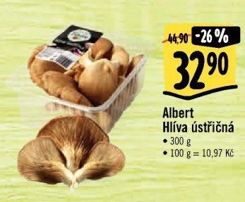 Hlíva ústřičná Albert