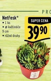Sempervivum - netřesk