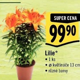 Lilie