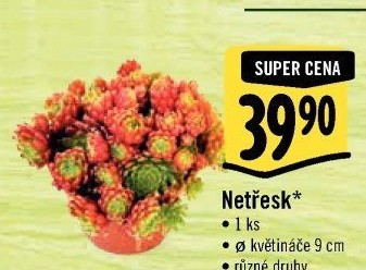 Sempervivum - netřesk