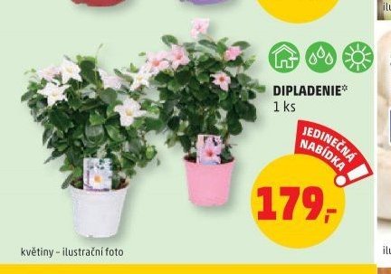 DIPLADENIE 1 ks
