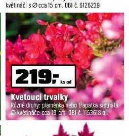 Kvetoucí trvalky