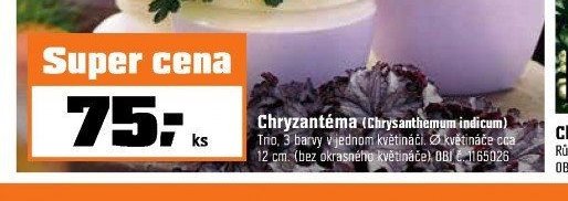Chryzantéma (Chrysanthemum indicum)