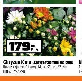 Chryzantéma (Chrysanthemum indicum)
