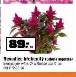 Nevadlec hřebenitý (Celosia argentea)