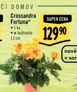 Crossandra