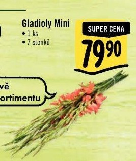 Mečíky - gladioly řezané