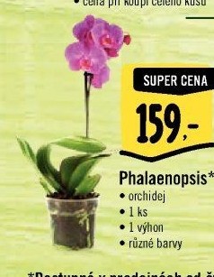 Orchidej