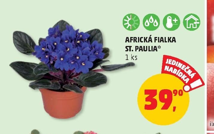 AFRICKÁ FIALKA ST. PAULIA