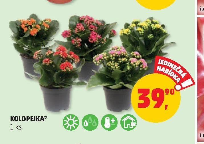 KOLOPEJKA