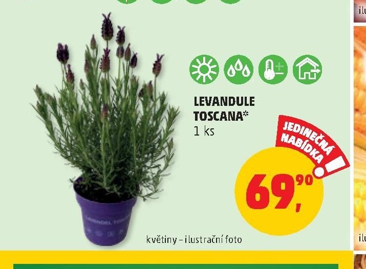 LEVANDULE TOSCANA