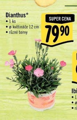 Dianthus*