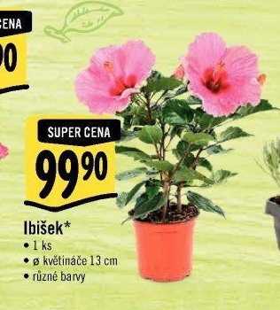 Ibišek*